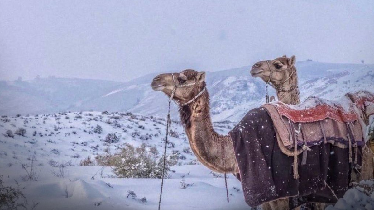 Hujan salju- arab saudi